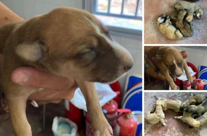 Animales rescatados por la Policía Local de Los Santos de Maimona