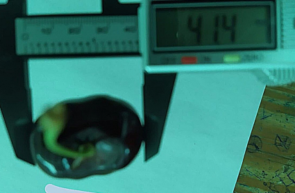 La cereza ganadora marca 41,4 centímetros de calibre