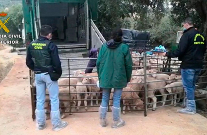 Agentes de la Guardia Civil encerrando a un rebaño de ovejas