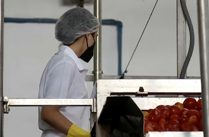 Una trabajadora selecciona el tomate que llega a la fábrica