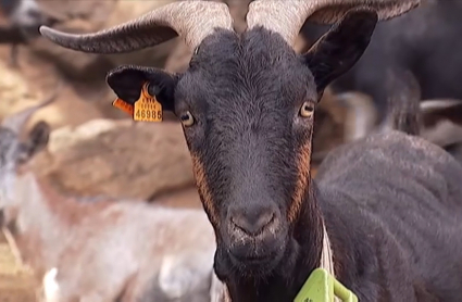 Cabrito de Extremadura