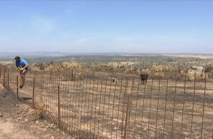 Ganadero de Alburquerque valora las pérdidas sufridas por el incendio forestal