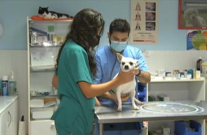 Veterinarios