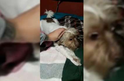 Un perro sufre un ataque tras una traca de petardos