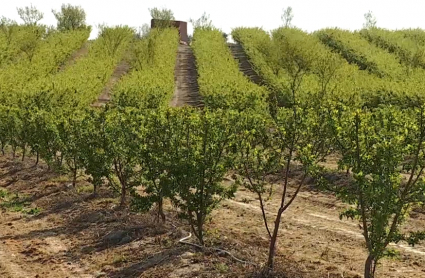 Plantación en el canal de Orellana