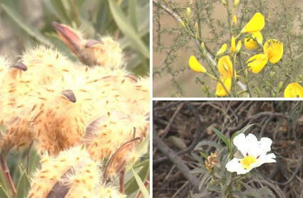Flores brotadas en pleno invierno en la región