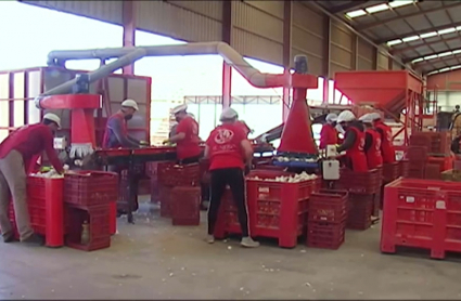 La cooperativa extremeña de ajos de Aceuchal es una de las empresas con plan de igualdad 