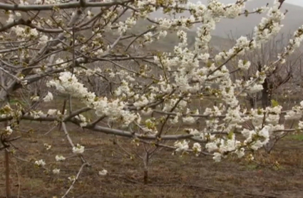 Cerezo en flor en el Valle del Jerte