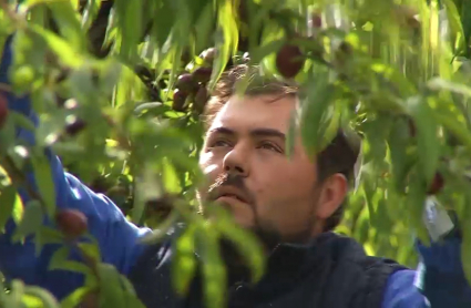 Trabajador en un campo de Valdivia (Badajoz)