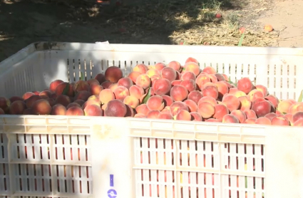 Melocotones recolectados en una finca de Villanueva de la Serena