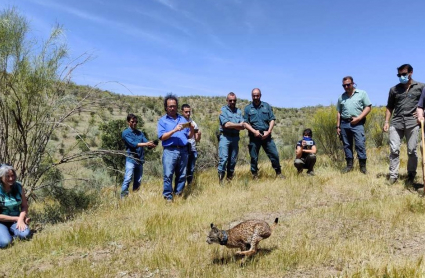 Suelta de lince ibérico en Hornachos