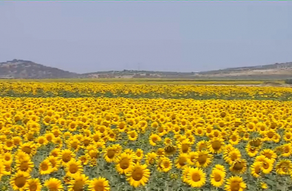 Girasoles en las Vegas Altas