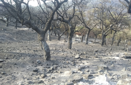 Incendio en Casas de Miravete