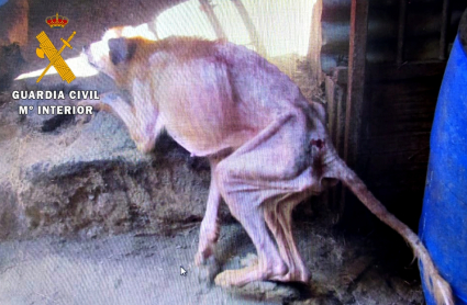 Perro maltratado
