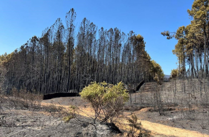 Árboles quemados en el incendio en la sierra de Gata