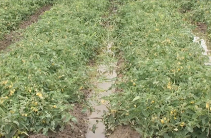 Daños tomate