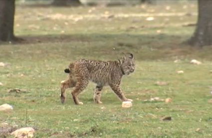 Imagen de un lince ibérico 
