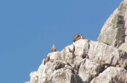 Varios buitres posados en una cresta en Monfragüe