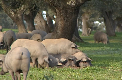 Cerdos ibéricos comiendo bellotas en Segura de León
