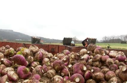 Recolección de nabos para Jarramplas