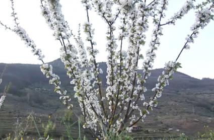 Cerezo en flor