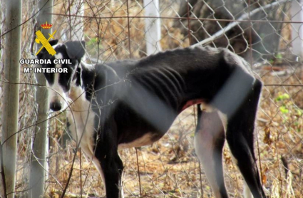 Galgo desnutrido