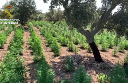 Marihuana florecida en dehesa extremeña.