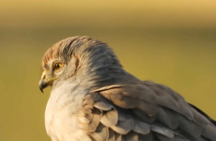 Aguilucho Cenizo