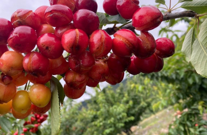 Daños cerezas
