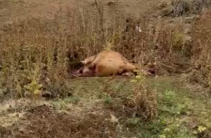 Los ganaderos denuncian ataques de buitres a reses vivas
