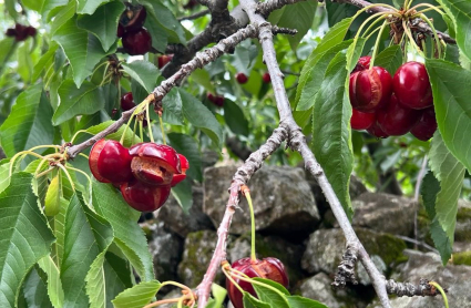 Daños cerezas