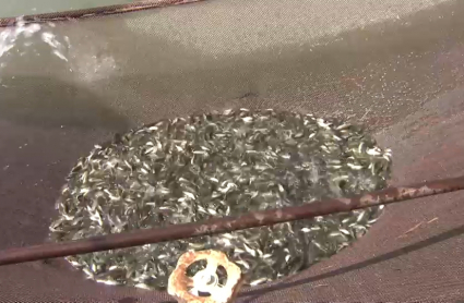 Cría de peces en Villafranco del Guadiana