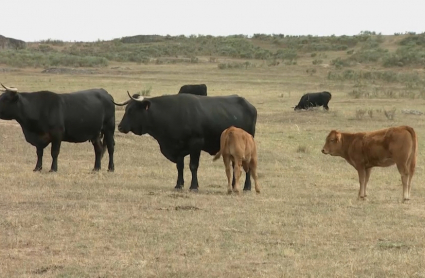 A vueltas con la tuberculosis bovina
