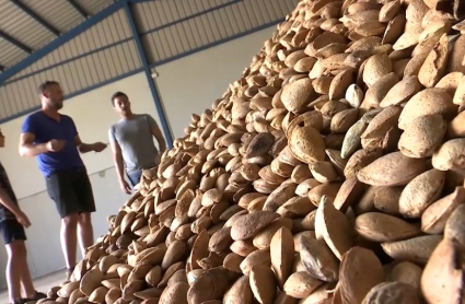 Campaña de la almendra