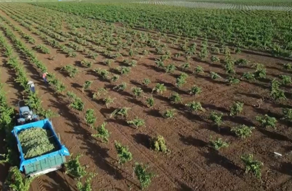 Vendimia de uva para cava