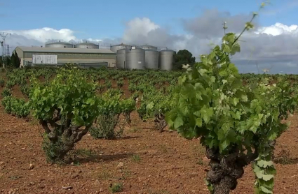 Futuro del cava extremeño