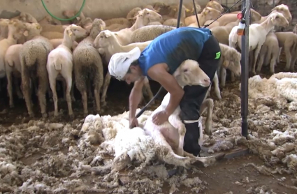 Esquiladores uruguayos
