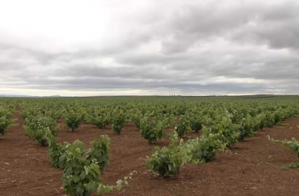 Viñedos de Extremadura