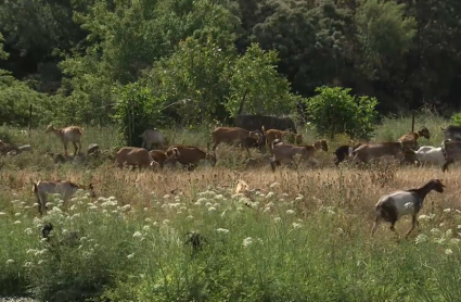 Ayudas de la PAC en Extremadura