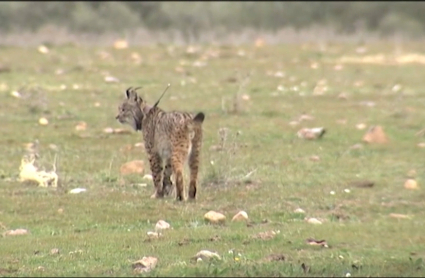 Lince ibérico en Extremadura